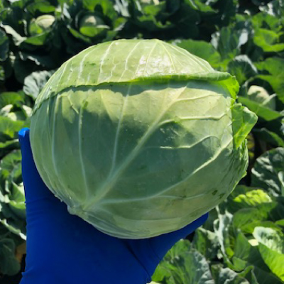fs-cabbage-green