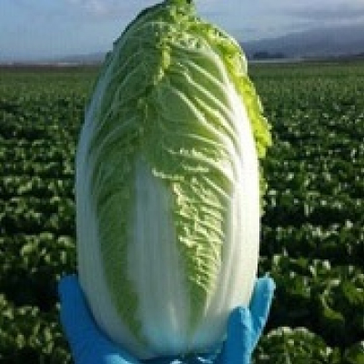 fs-cabbage-napa
