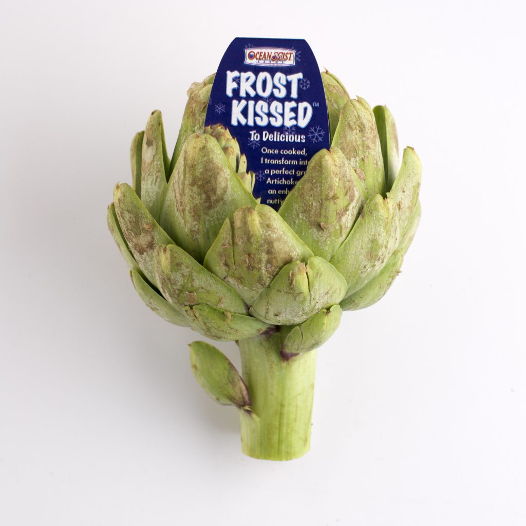 ARTICHOKE, FROST-KISSED