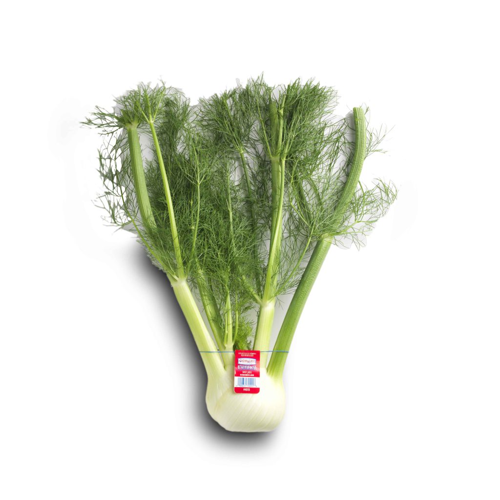 FENNEL, BULB