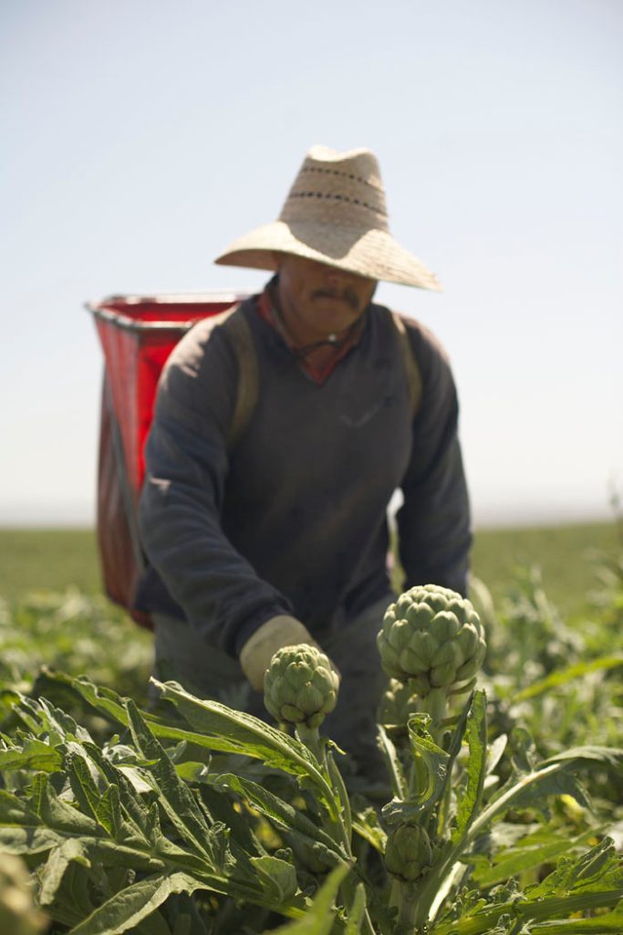 ARTICHOKE HARVESTING 002