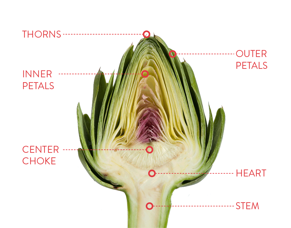 cross section of an artichoke