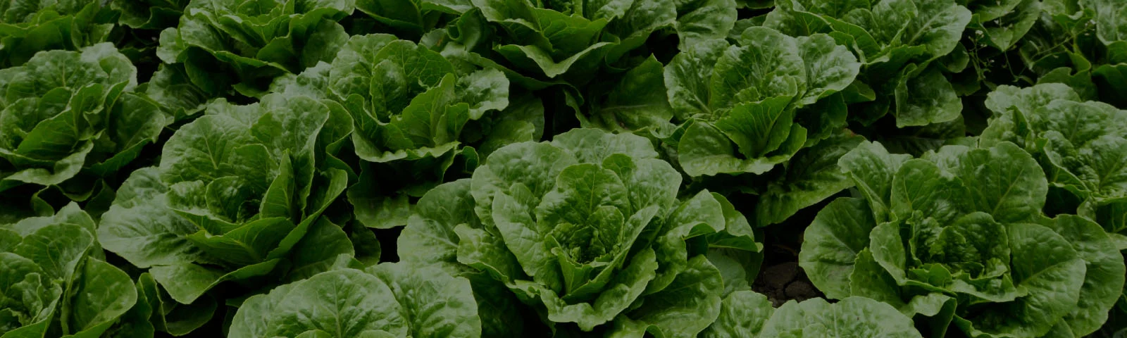 lettuce