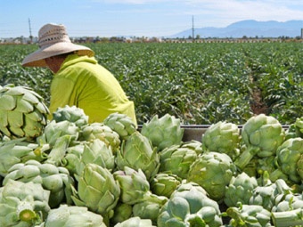 worker picking artichokes