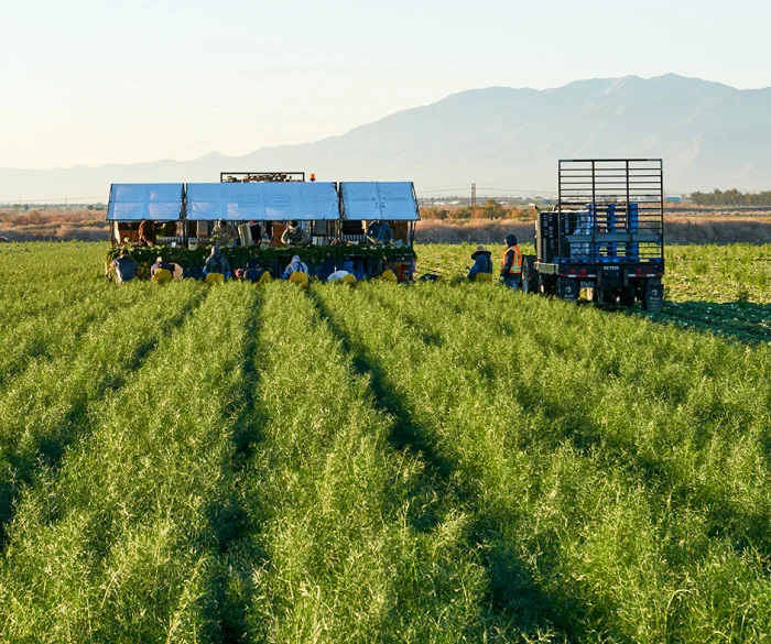 Field wit farming equipment