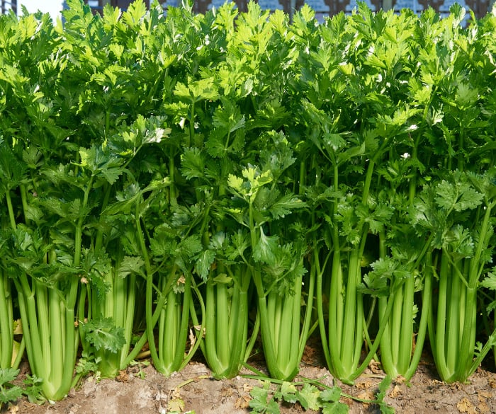Celery stalks