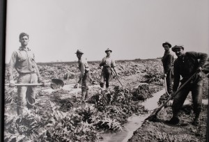 Castroville_Artichoke Harvesters from 1930s