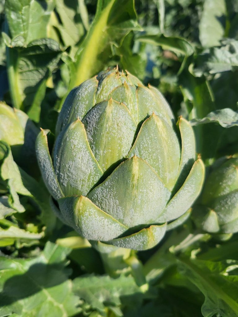 artichoke