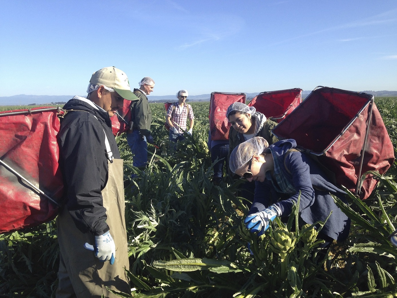 Team from Maude trying hand at harvesting Ocean Mist Farms Heirloom Artichokes in Castroville