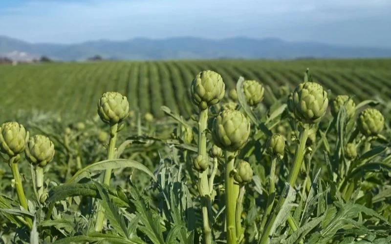 art field