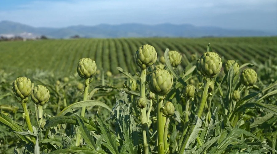 artichoke field