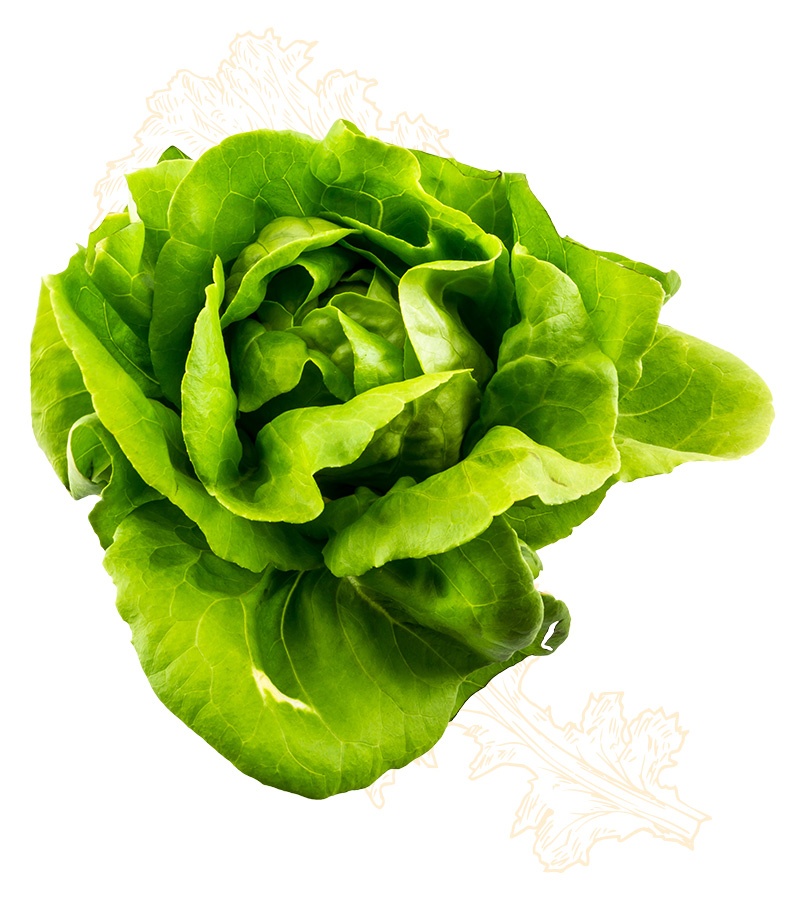leaf lettuce