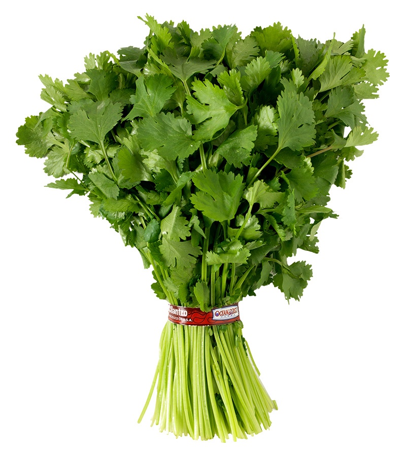 Cilantro