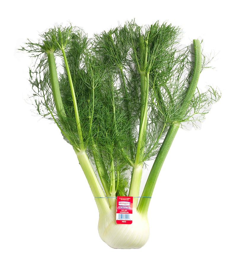 Fennel