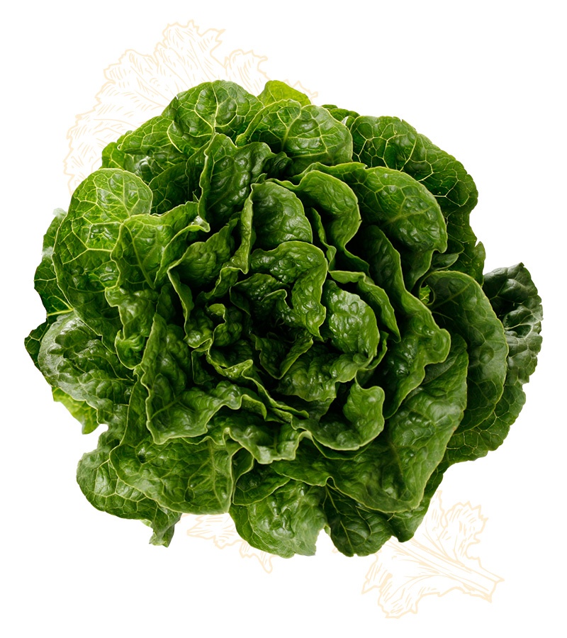 leaf lettuce