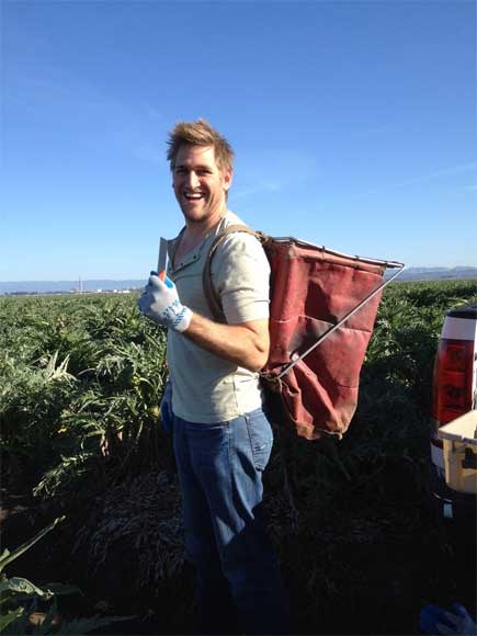Chef Curtis Stone harvesting Ocean Mist Farms heirloom Artichokes in Castroville Feb 2014