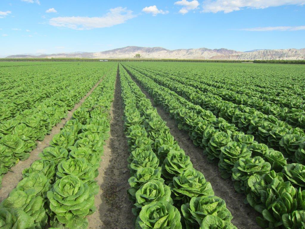 COA Romaine Hearts