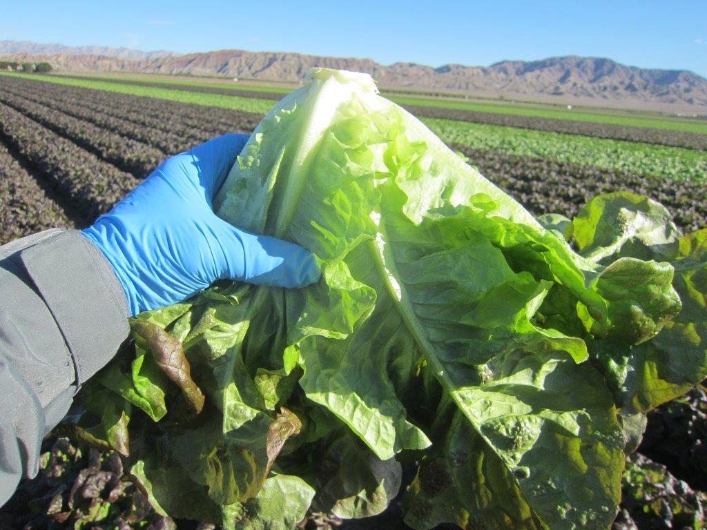 COA Leaf Lettuces (2)