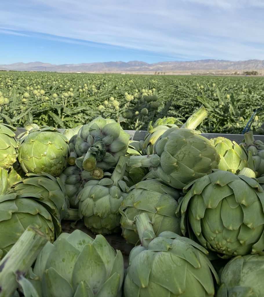 ARTICHOKE.IMG_0183