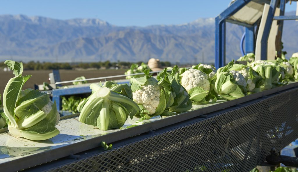 cauliflower