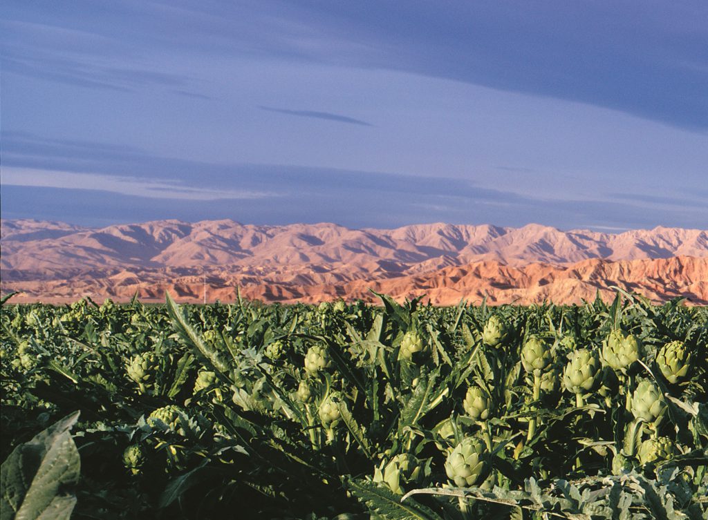 Coachella Field