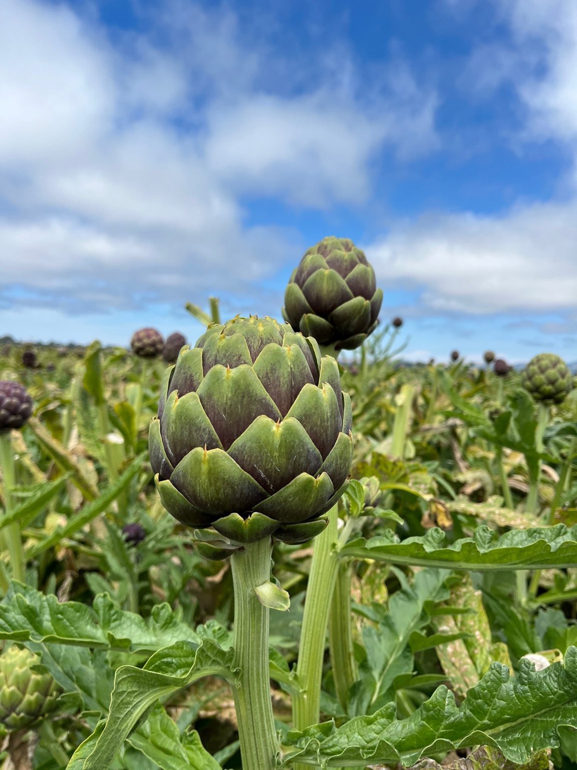 Purple Artichoke Season is Here!