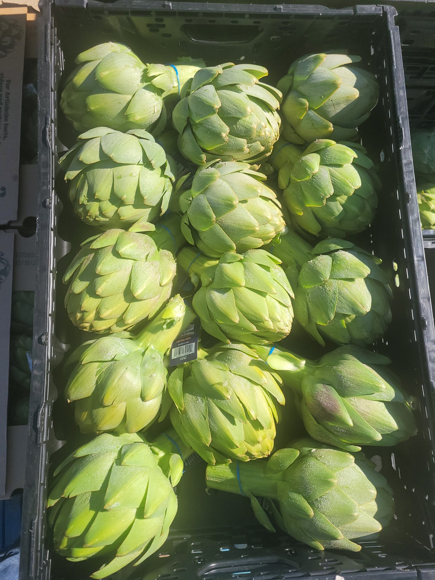 OMF Frost-Kissed artichokes-Coachella JAN 2024 (1)