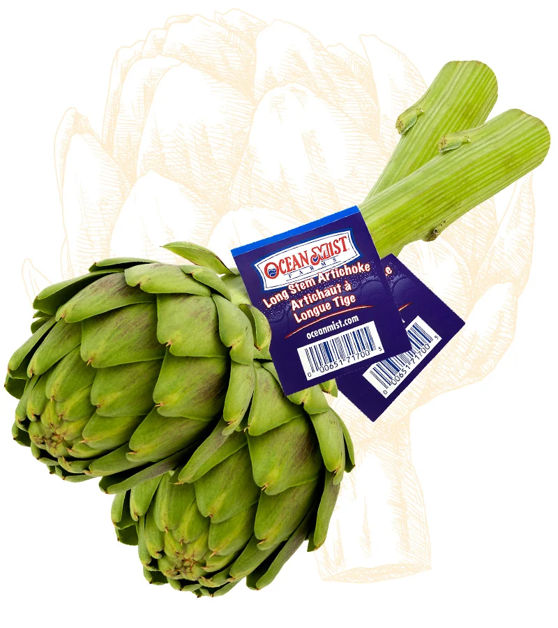 Long Stem Artichoke