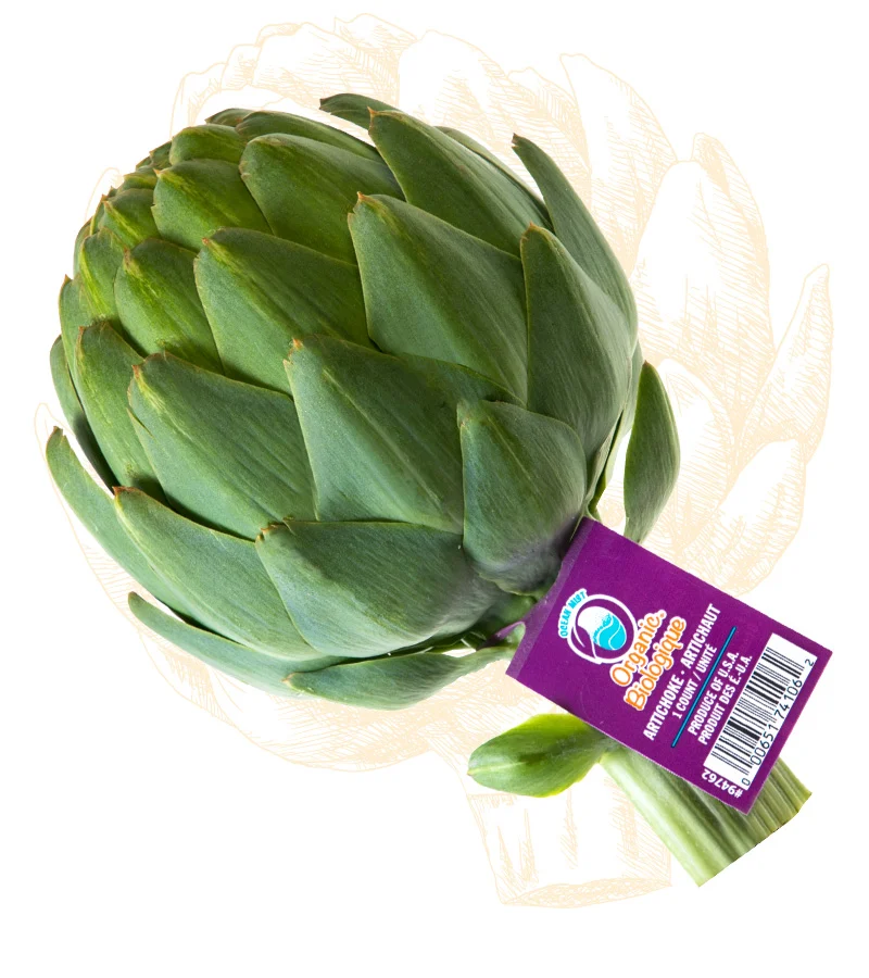 Organic Artichoke