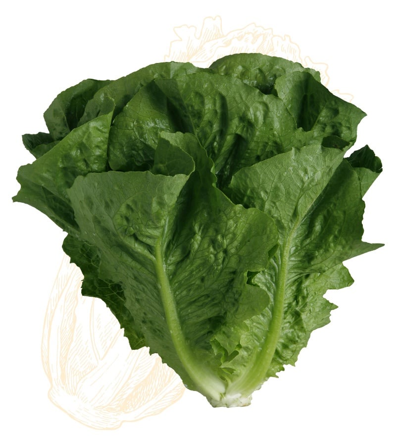 Romaine